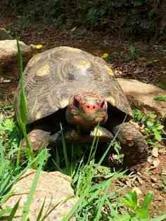 Weibliche Pferdeschildkröte in Southampton zu verkaufen Magdeburg