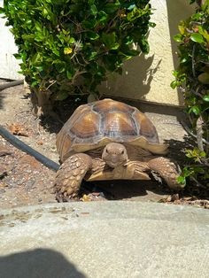 Weibliche Pferdeschildkröte in Southampton zu verkaufen Magdeburg - photo 1