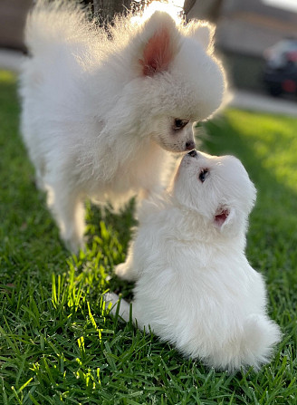 Pomeranian Pomeranian – komplett weiße Welpen Ганновер - изображение 1