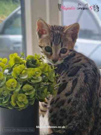 Wunderschönes Bengal-Baby mit Stammbaum zur Adoption Dresden