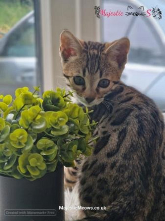 Wunderschönes Bengal-Baby mit Stammbaum zur Adoption Дрезден - изображение 2