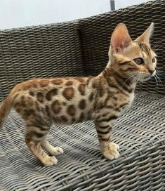 Wunderschönes Bengal-Baby mit Stammbaum zur Adoption Дрезден - изображение 1