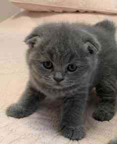 Ich habe 6 wunderschöne Scottish Fold- und ein Straight-Kätzchen in Barking zur Adoption. Saarbruecken