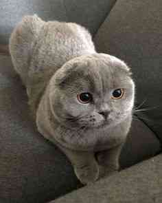 Ich habe 6 wunderschöne Scottish Fold- und ein Straight-Kätzchen in Barking zur Adoption. Saarbruecken