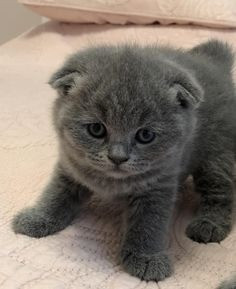 Ich habe 6 wunderschöne Scottish Fold- und ein Straight-Kätzchen in Barking zur Adoption. Saarbrücken - изображение 2