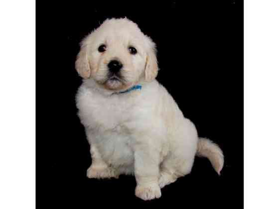 Goldendoodle Englische Goldendoodles Wiesbaden