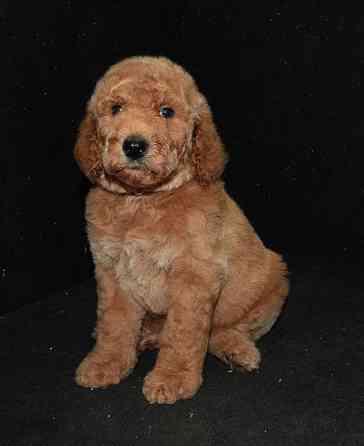 Goldendoodle Englische Goldendoodles Вісбаден