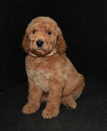 Goldendoodle Englische Goldendoodles Wiesbaden - изображение 4