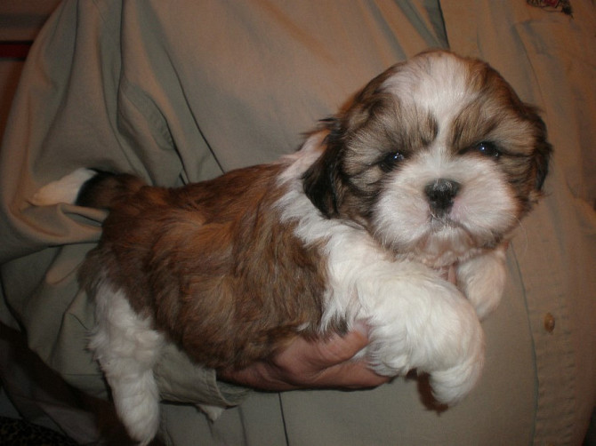 Shih Tzu Shih Tzus Berlin - photo 1