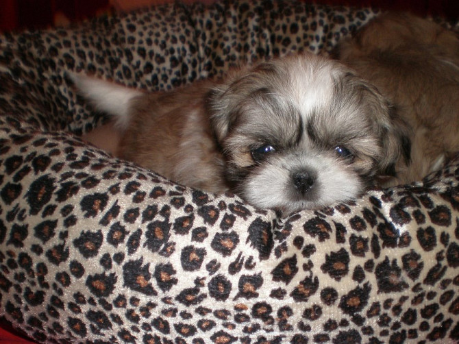 Shih Tzu Shih Tzus Berlin - photo 2