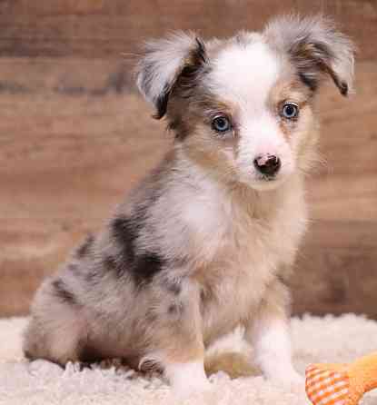 Toy Australian Shepherd - Toy Australian Shepherds, Toy Aussies Bremen