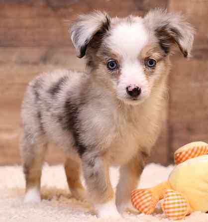 Toy Australian Shepherd - Toy Australian Shepherds, Toy Aussies Bremen