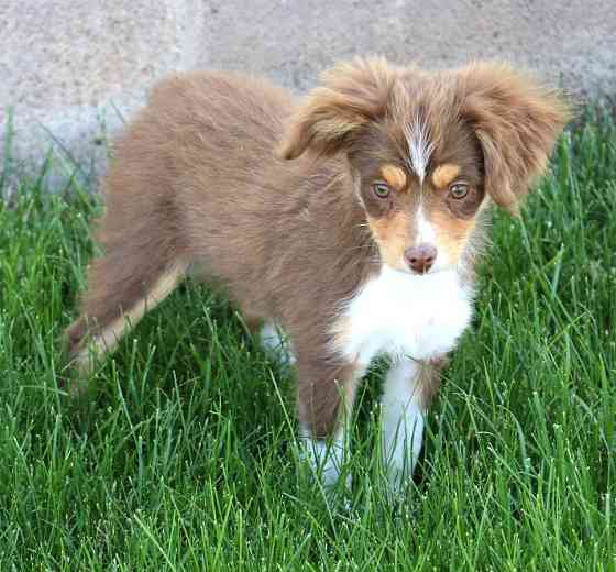 Toy Australian Shepherd - Toy Australian Shepherds, Toy Aussies Бремен