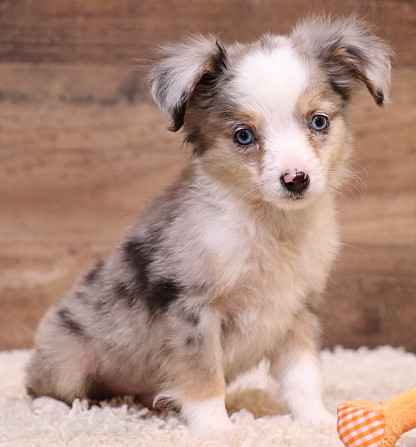 Toy Australian Shepherd - Toy Australian Shepherds, Toy Aussies Бремен - изображение 4