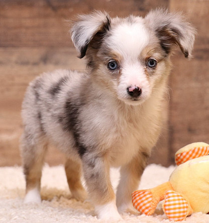 Toy Australian Shepherd - Toy Australian Shepherds, Toy Aussies Бремен - изображение 5