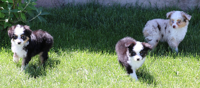 Toy Australian Shepherd - Toy Australian Shepherds, Toy Aussies Bremen - photo 6