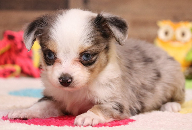 Toy Australian Shepherd - Toy Australian Shepherds, Toy Aussies Bremen - photo 3