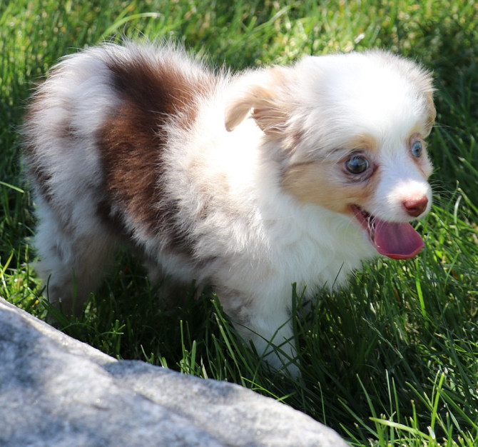 Toy Australian Shepherd - Toy Australian Shepherds, Toy Aussies Bremen - изображение 1