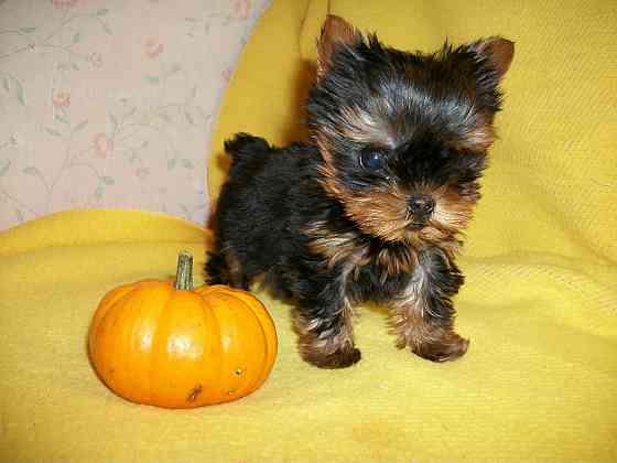 Teacup-Yorkshire-Terrier Бремен