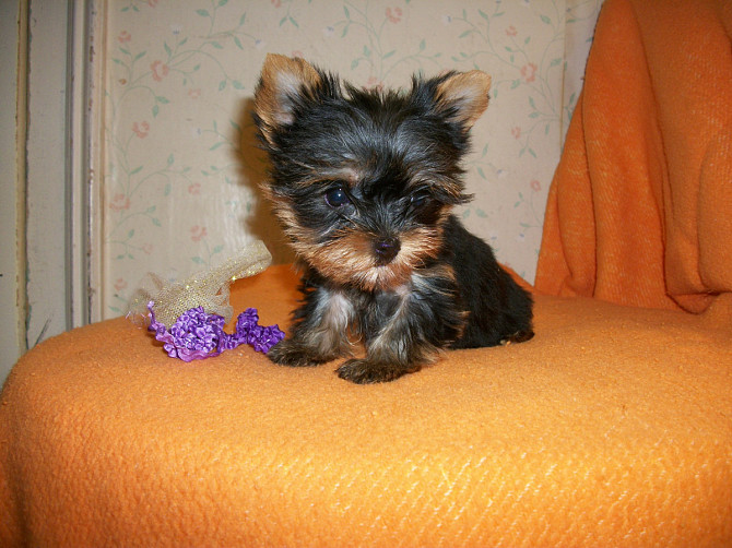 Teacup-Yorkshire-Terrier Bremen - изображение 2