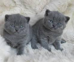 British Shorthair kittens Mainz - photo 1