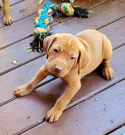 Vizsla Vizslas, ungarischer Vizslas, magyarischer Vizslas Висбаден