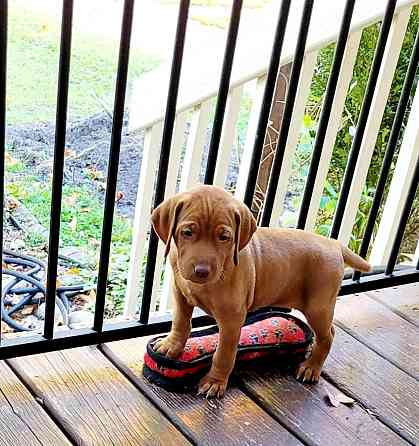 Vizsla Vizslas, ungarischer Vizslas, magyarischer Vizslas Вісбаден