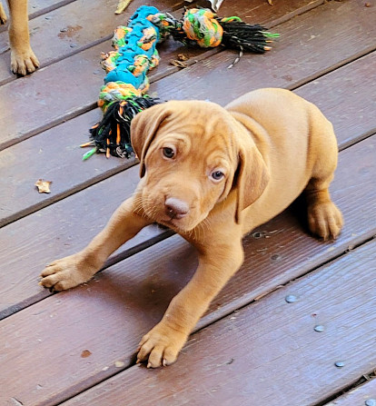 Vizsla Vizslas, ungarischer Vizslas, magyarischer Vizslas Wiesbaden - photo 2