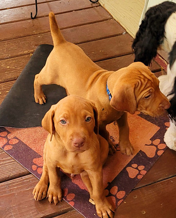 Vizsla Vizslas, ungarischer Vizslas, magyarischer Vizslas Вісбаден - изображение 4