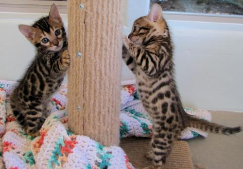 Bengal kittens Дрезден - изображение 1