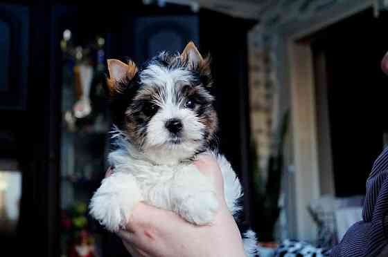 Zu verkaufen: AKC Yorkie Дрезден