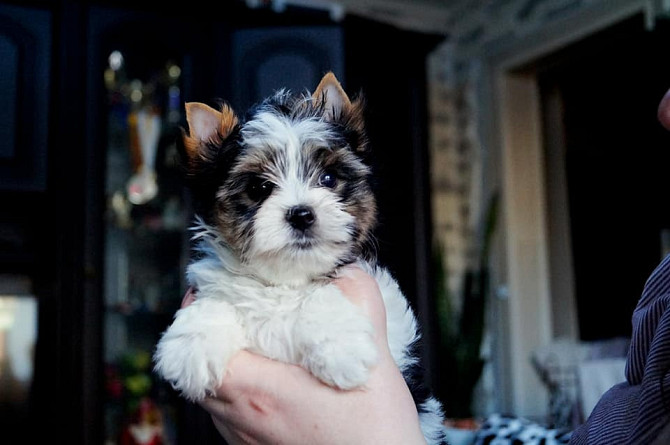 Zu verkaufen: AKC Yorkie Dresden - photo 1