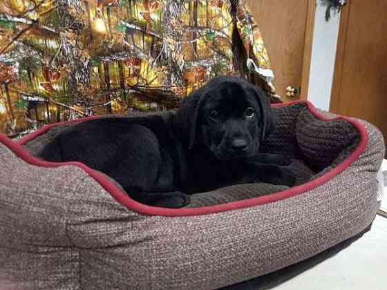 AKC Labrador Retriever Welpen, schwarz. Munich