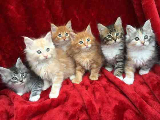 Maine coon kittens Magdeburg