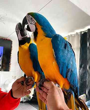 Blue and gold macaws Dresden