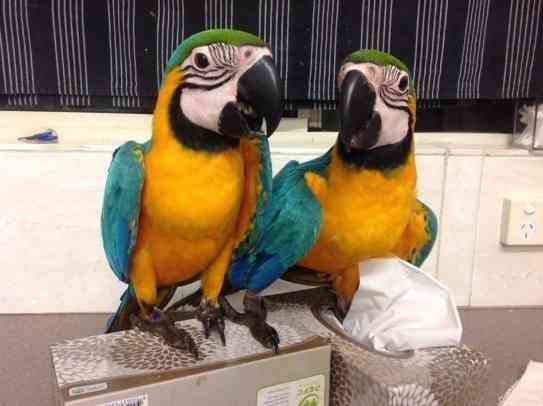 Blue and Gold macaws Мюнхен