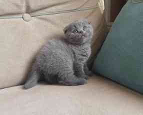 Scottish fold kittens Ерфурт