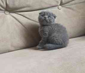 Scottish fold kittens Дрезден