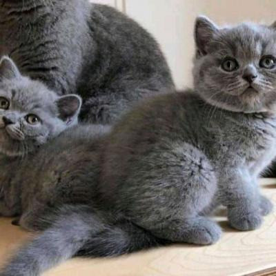 British Shorthair kittens Hamburg - photo 1