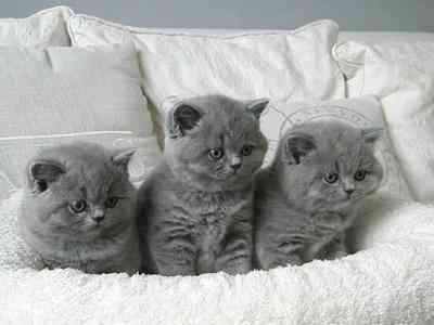 British Shorthair kittens Шверін