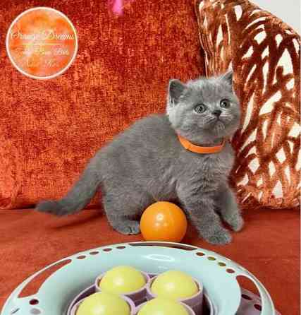 British Shorthair kittens Дрезден