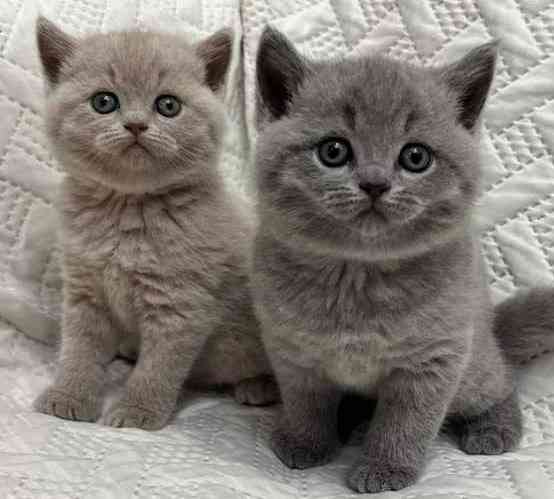 British Shorthair kittens Вісбаден