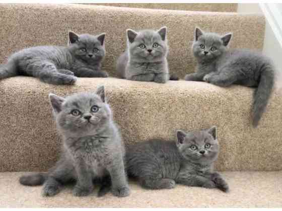 British Shorthair kittens Saarbruecken