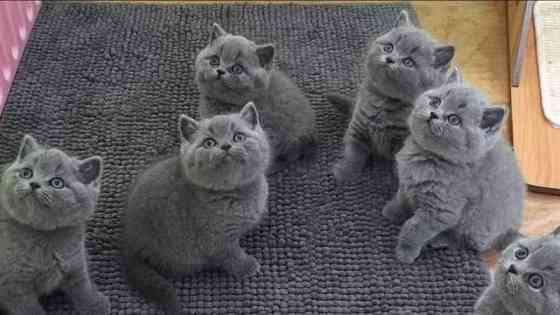 British Shorthair kittens Магдебург