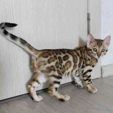 Bengal kittens Штутгарт