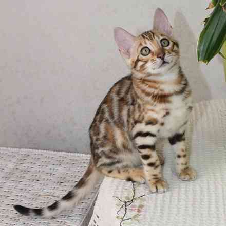 Bengal kittens Stuttgart