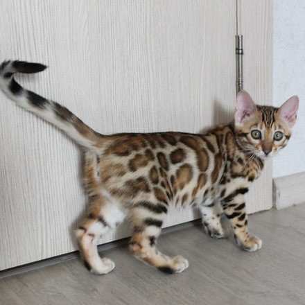 Bengal kittens Stuttgart - photo 2