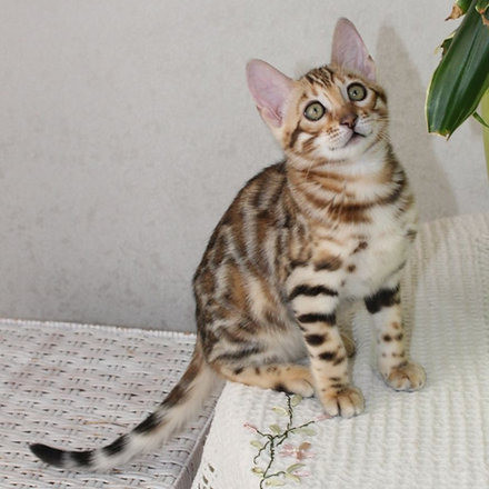 Bengal kittens Stuttgart - photo 1