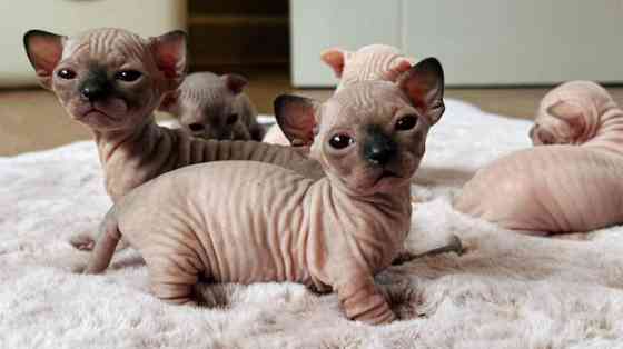 Sphynx kittens Шверін