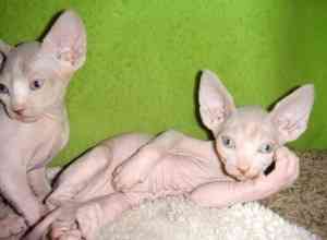 Sphynx kittens Дрезден